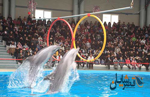 پارک آبی کلاب دلفین استانبول 