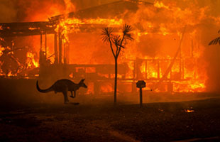 علت آتش سوزی جنگل های استرالیا